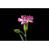 Godox MF12 Macro Flash - Arahan Photo